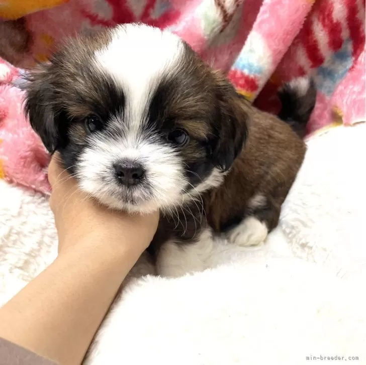 ID：2403-06387の子犬