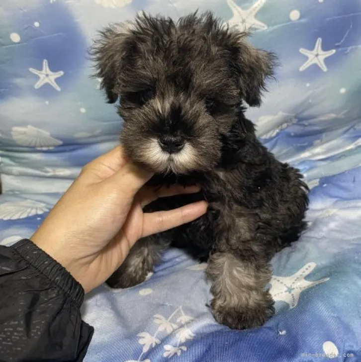 ID：2307-05425の子犬