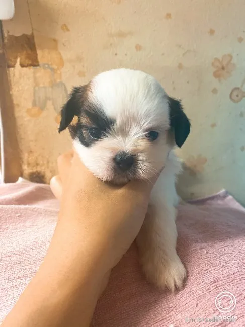 ID:2009-00975の子犬