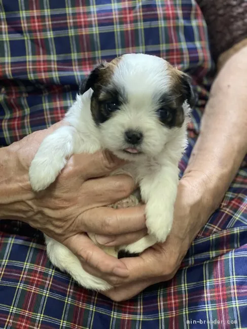 ID:2104-02132の子犬