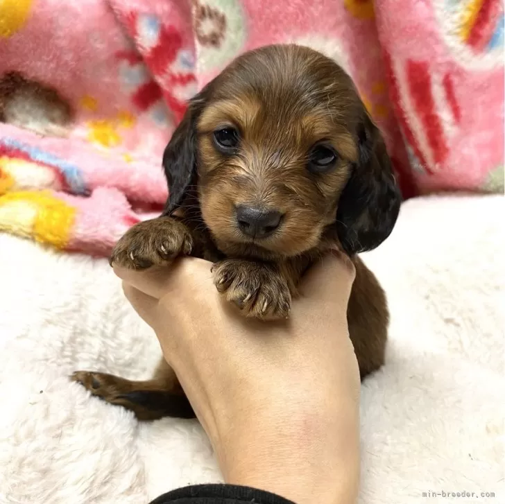 ID:2405-03282の子犬
