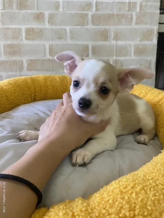 マール 様のお迎えした子犬