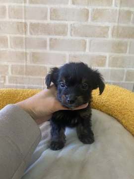 チワワ×Tプードル【高知県・男の子・2021年10月28日・ブラックタン】の写真「いつも明るく陽気な性格のチワプーくん♪」