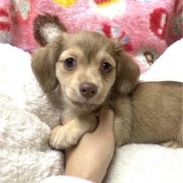 チワックス(チワワ×ダックスフンド)【高知県・男の子・2024年1月16日・クリーム】の写真「綺麗なカラーの男の子⭐︎おっとりしてます♪」