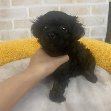 チワプー【高知県・女の子・2022年5月6日・ブラック】の写真「元気いっぱい女の子⭐︎」