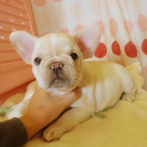 フレンチブルドッグ【高知県・女の子・2015年10月7日・クリーム】の写真「ムチムチコロコロのショートボディ」