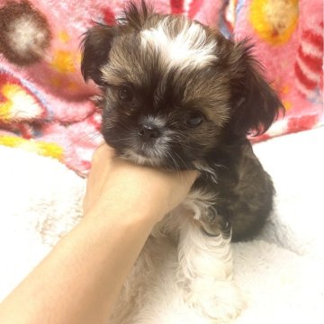 ミックス(チワワ×シーズー)【高知県・女の子・2024年2月7日・フォーン&ホワイト】の写真「控えめな女の子⭐︎」