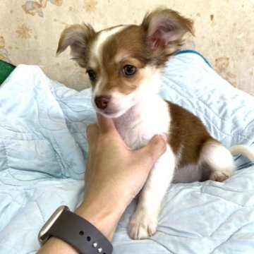 チワピン(チワワ×Mピンシャー)【高知県・女の子・2022年12月20日・フォーン&ホワイト】の写真「甘えん坊で元気いっぱいチワピンちゃん⭐︎」