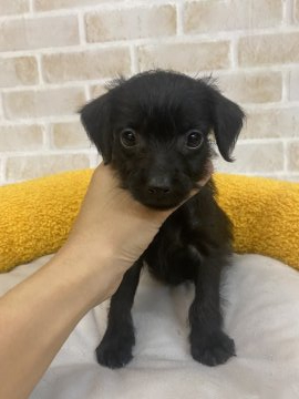 ミニチュアピンシャー×トイプードル【高知県・男の子・2021年9月15日・ブラック】の写真「1番小さいけれど元気いっぱいの男の子♪」