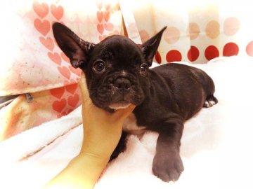 フレンチブルドッグ【高知県・男の子・2014年7月6日・ブリンドル】の写真「骨量多めのムッチリ男の子♪」