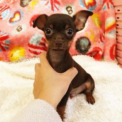 ミニチュアピンシャー✕チワワ【高知県・男の子・2018年12月5日・チョコレートタン】の写真「元気いっぱいのチワピン君♪」