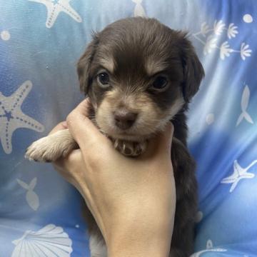 チワックス【高知県・女の子・2022年12月9日・チョコクリーム】の写真「超綺麗なチワックスちゃん♪」