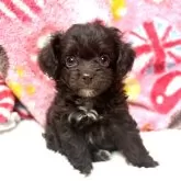 チワプー(チワワ×トイプードル)【高知県・女の子・2024年8月1日・チョコ&ホワイト】の写真1