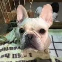 フレンチブルドッグ【高知県・男の子・2015年9月27日・ブリンドル】の写真3