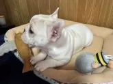 フレンチブルドッグ【大阪府・女の子・2024年10月27日・ハニーパイド】の写真13