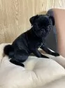 パグ【大阪府・女の子・2024年8月7日・ブラック】の写真13