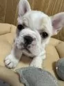 フレンチブルドッグ【大阪府・女の子・2024年10月27日・ハニーパイド】の写真15