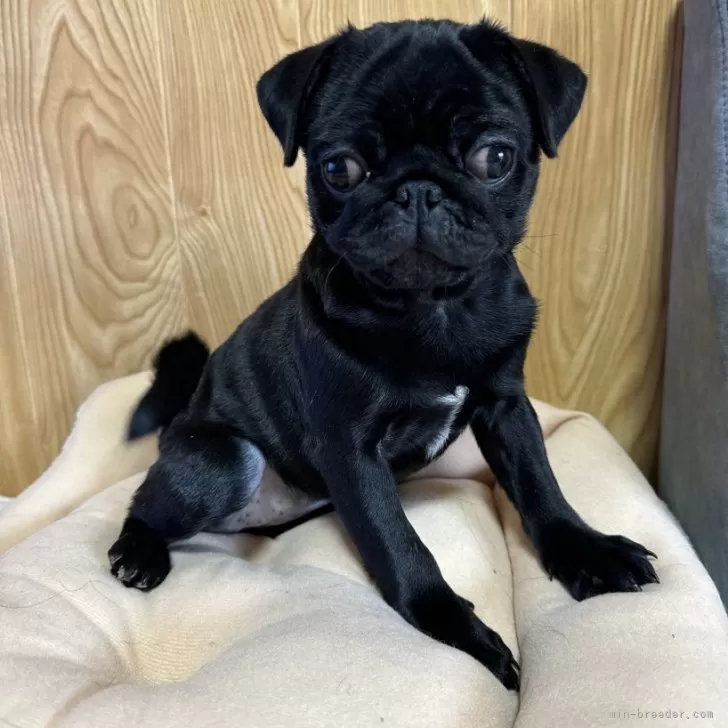 ID：2411-05567の子犬