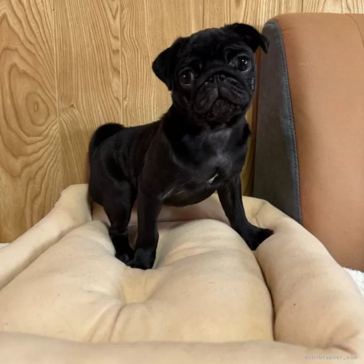 ID:2411-05568の子犬