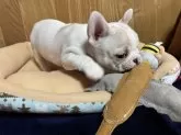 フレンチブルドッグ【大阪府・女の子・2024年10月27日・ハニーパイド】の写真3