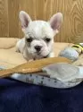 フレンチブルドッグ【大阪府・女の子・2024年10月27日・ハニーパイド】の写真4