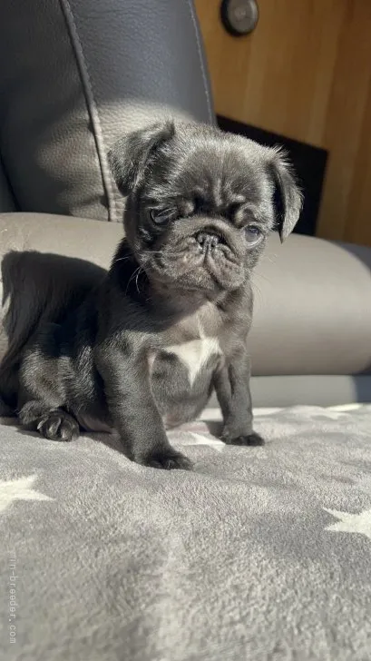 ID:2111-02372の子犬