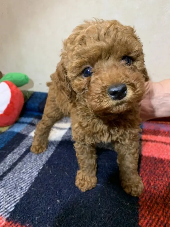 ID:2011-01393の子犬
