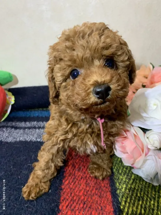 ID:2011-01394の子犬