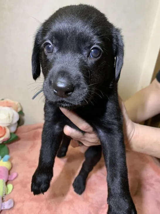 ID:2009-03281の子犬