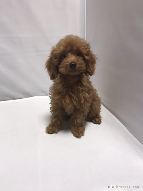 ID:1707-00951の子犬