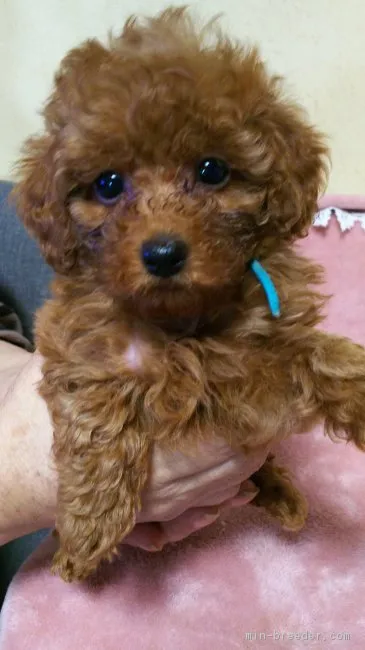 ID:1707-00950の子犬
