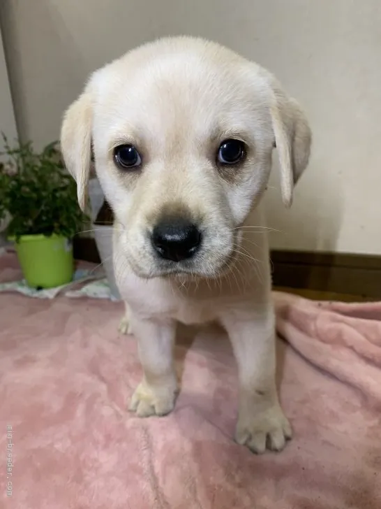 ID:2003-03122の子犬