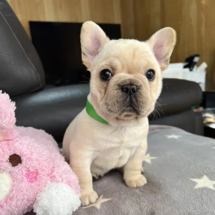 ID:2212-00193の子犬