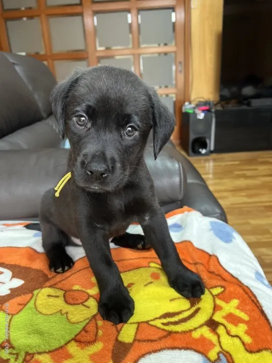 ラブラドールレトリバー【大阪府・男の子・2022年2月24日・ブラック】の写真1
