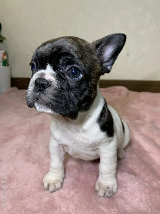 ID:2003-01667の子犬