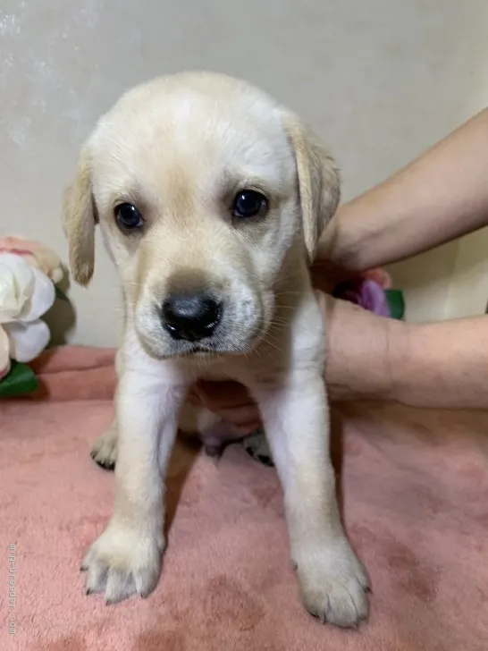 ID:2009-03284の子犬