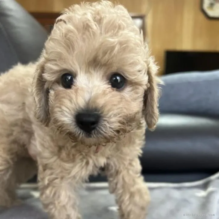 ID:2207-00581の子犬