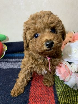 トイプードル(トイ)【大阪府・女の子・2020年9月25日・レッド】の写真「小さめトイサイズ予想の可愛い女の子！」