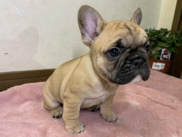 フレンチブルドッグ【大阪府・女の子・2020年2月14日・フォーン】の写真「可愛いお顔のフォーンちゃん！」