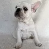 フレンチブルドッグ【大阪府・男の子・2023年10月15日・クリーム】の写真1