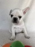 フレンチブルドッグ【大阪府・男の子・2023年10月15日・クリーム】の写真5