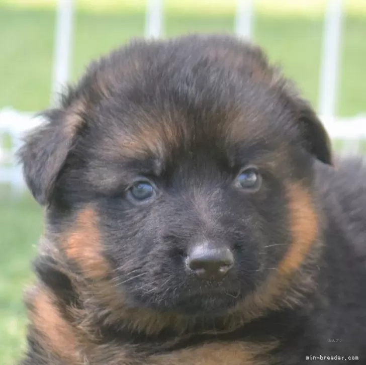 ID：2504-06830の子犬