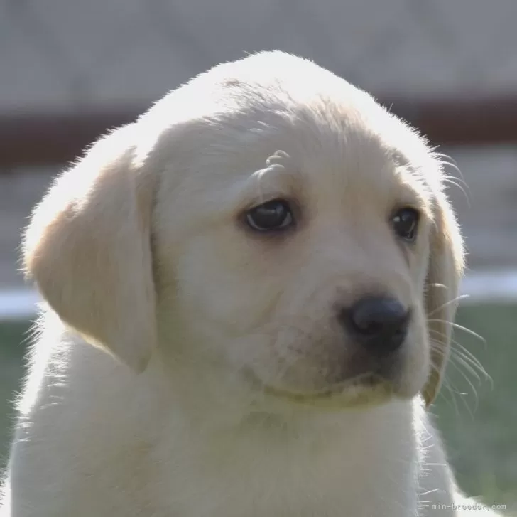K.T 様のお迎えした子犬