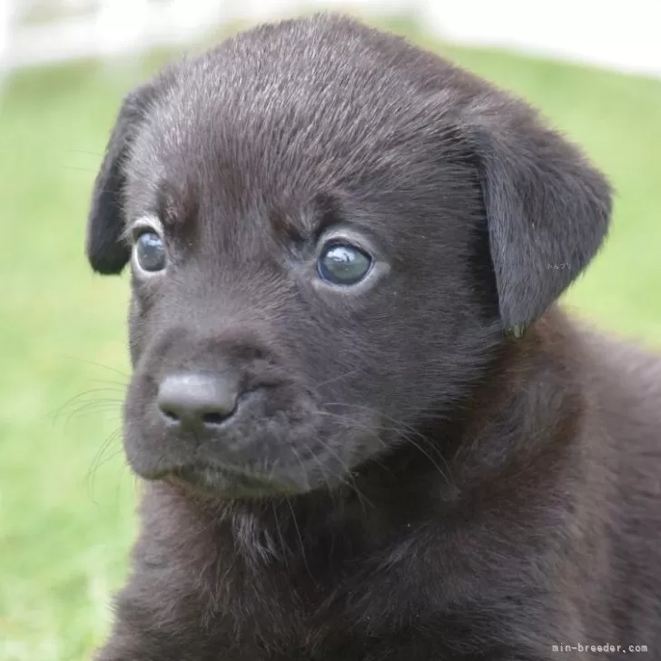 ID:2505-05825の子犬
