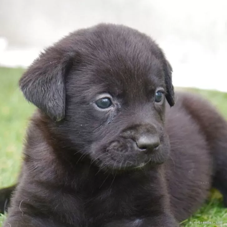 ラブラドールレトリバー【大阪府・男の子・2025年4月18日・ブラック】の写真1「(生後35日目撮影）立派な体躯だね。お顔も最高🎵」