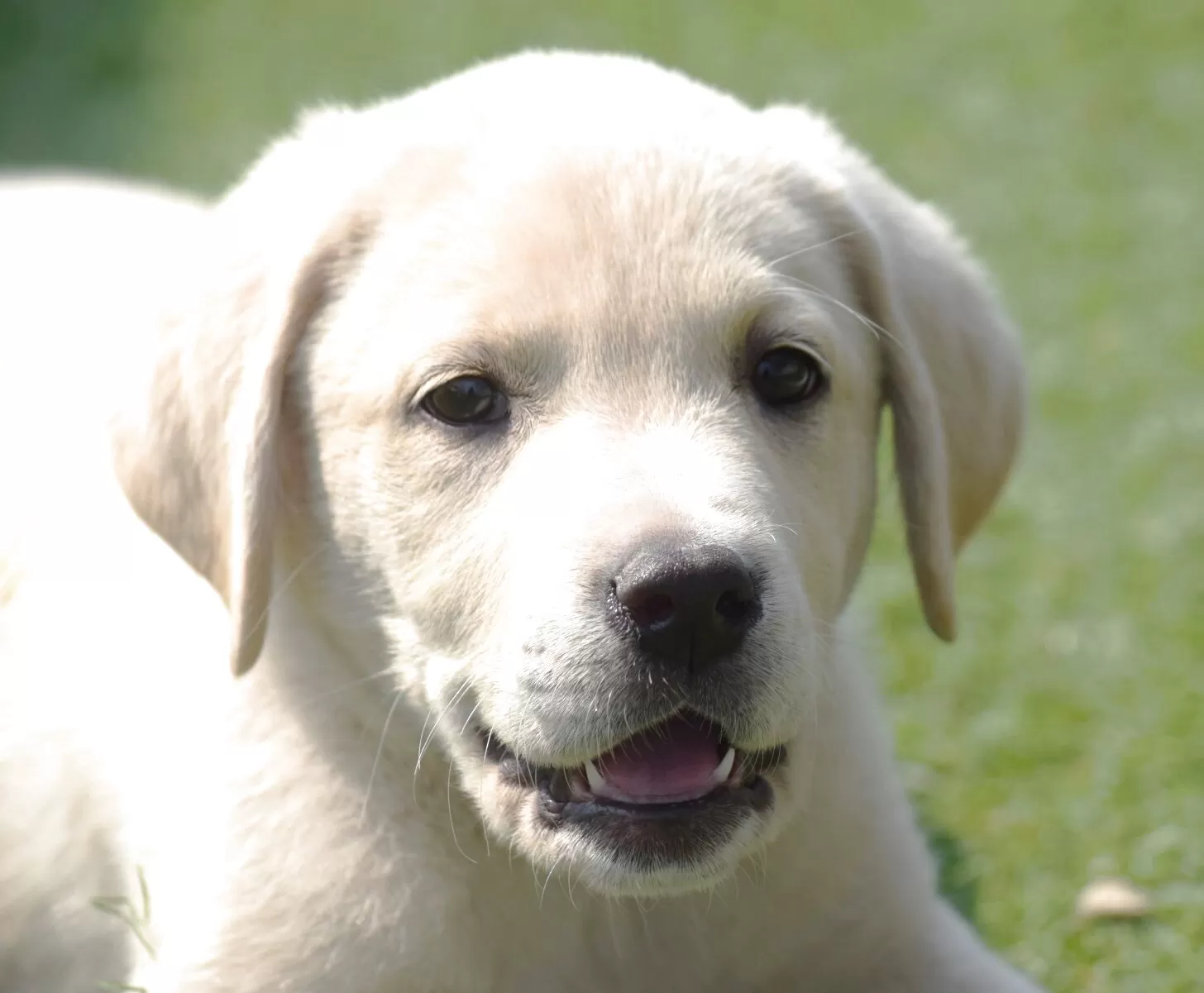 ID:2503-05787の子犬