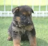 ジャーマン・シェパード・ドッグ【大阪府・女の子・2025年3月18日・ブラック タン(ショート 直杖毛)】の写真2「(生後39日目撮影）座ってるだけで、絵に成るね🎵」