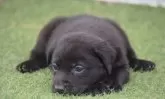 ラブラドールレトリバー【大阪府・男の子・2025年4月18日・ブラック】の写真4「(生後35日目撮影）」