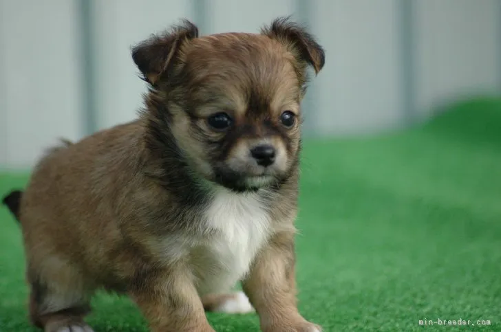 はるちゃん 様のお迎えした子犬