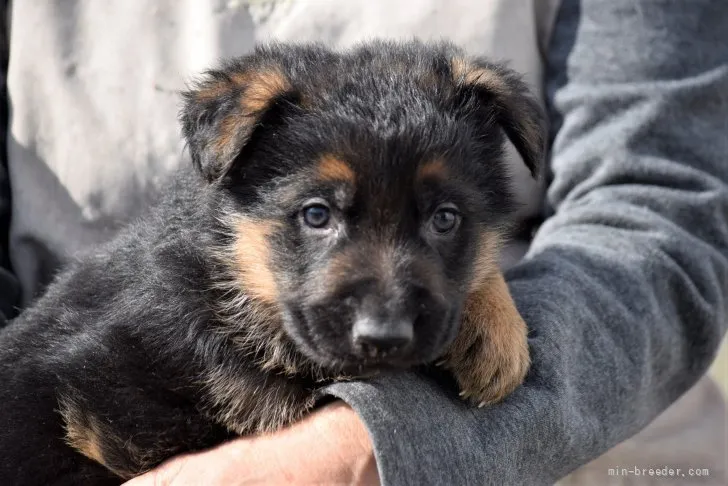 M.N 様のお迎えした子犬